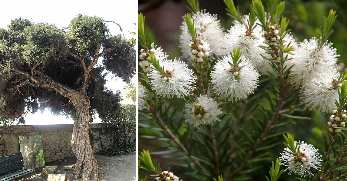 Arbol del te , Opiniones Beneficios y Experiencias