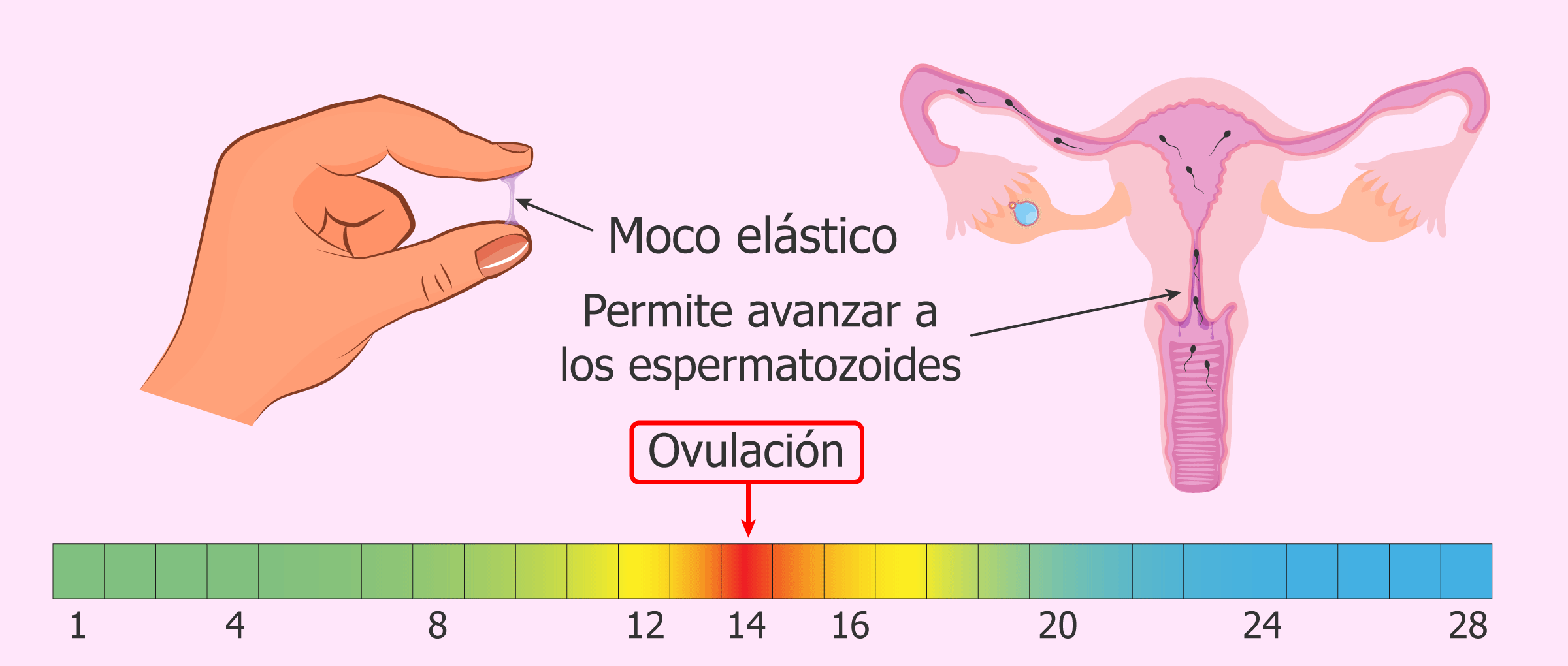 ciclo menstrual mujer