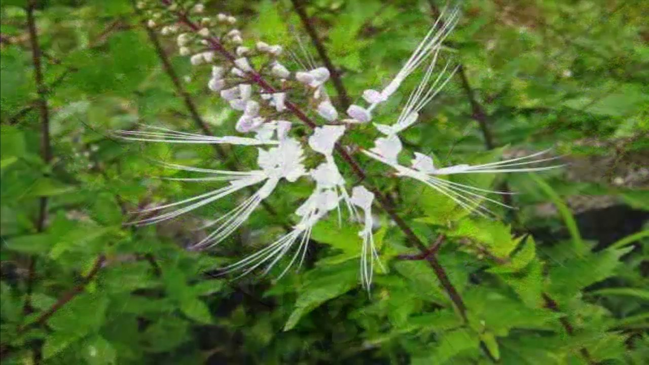 ortosifon