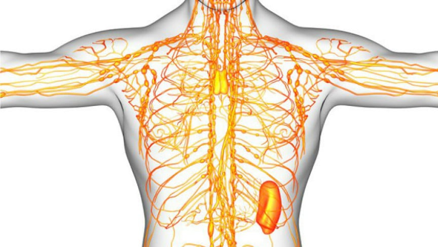  Como limpiar el sistema linfático